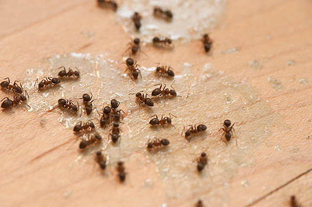 Best Wildlife Control Services  in Chesterton, IN